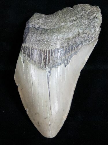 Bargain Megalodon Tooth - North Carolina #11021